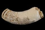 Ordovician, Oncoceratid (Richardsonoceras) Fossil - Wisconsin #173925-1